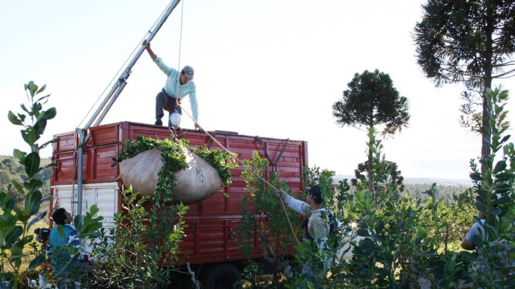 La yerba mate entró en zona crítica y en Misiones advierten: “Así no se puede seguir”