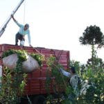 La yerba mate entró en zona crítica y en Misiones advierten: “Así no se puede seguir”