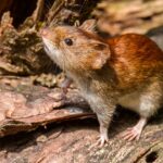 Qué es el hantavirus: cómo se contagia, cuáles son los síntomas y por qué preocupa el brote reciente