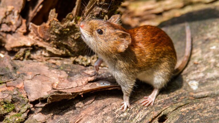 Qué es el hantavirus: cómo se contagia, cuáles…