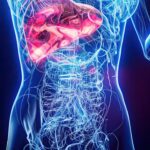 Lo que funciona de verdad contra el hígado graso: ni cápsulas milagro ni suplementos detox