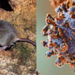 Alerta sanitaria: crecen los contagios por hantavirus y confirman una nueva víctima fatal en la Patagonia