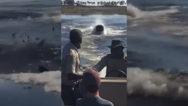 Terror en el agua: un enorme hipopótamo persiguió…