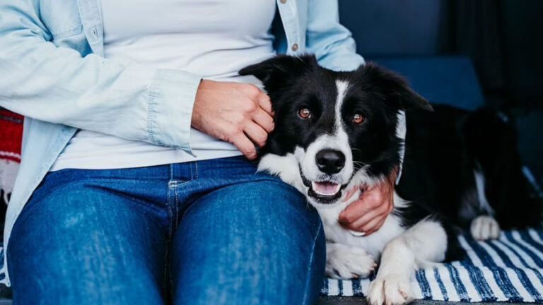 ¿Cómo se dan cuenta?: los perros pueden detectar…