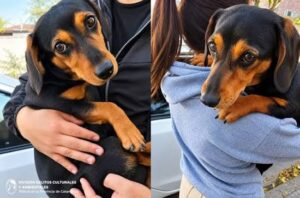 “Tenemos casi 20 casos de maltrato animal por semana, estamos saturados”, Maricel Carrizo, abogada proteccionista