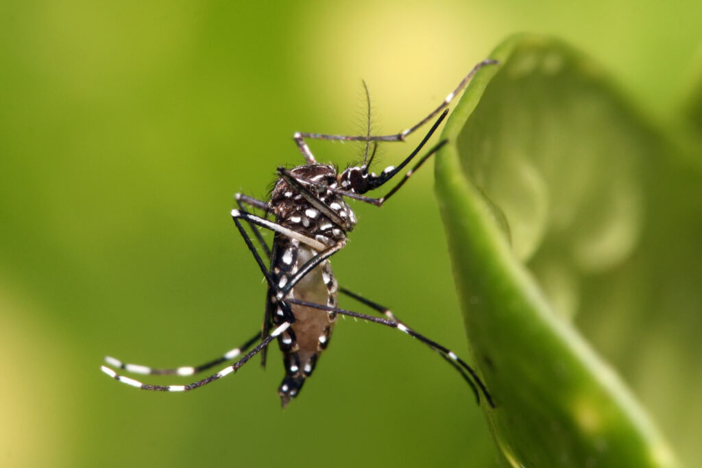 Dengue: nuevo contagio enciende la alerta sanitaria en la provincia de Buenos Aires